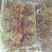 云南头茬香椿现货价格保真保质保量支持包装
