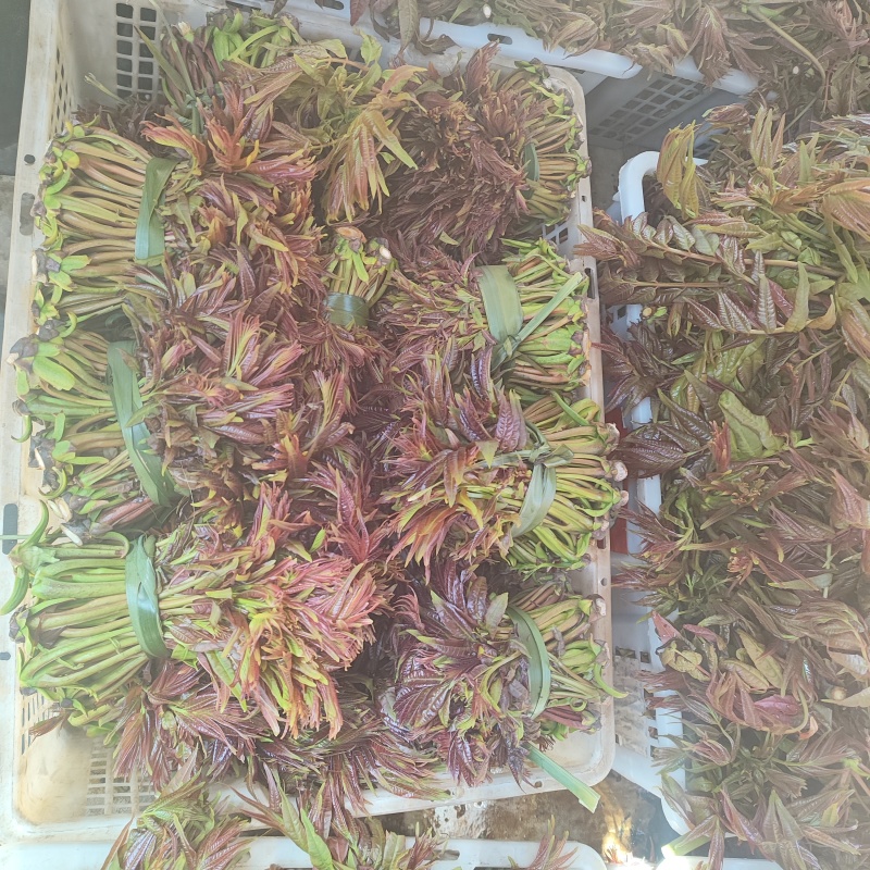 云南头茬香椿现货价格保真保质保量支持包装