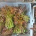 云南头茬香椿现货价格保真保质保量支持包装