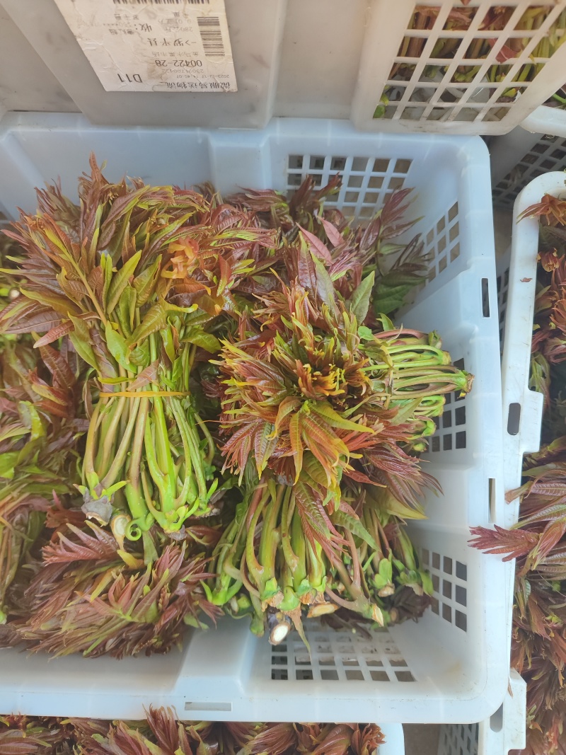 云南头茬香椿现货价格保真保质保量支持包装