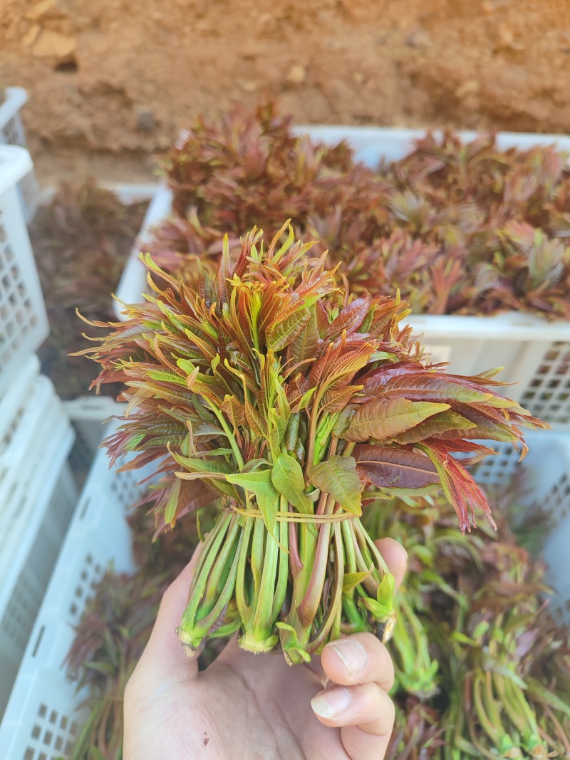 云南头茬香椿现货价格保真保质保量支持包装