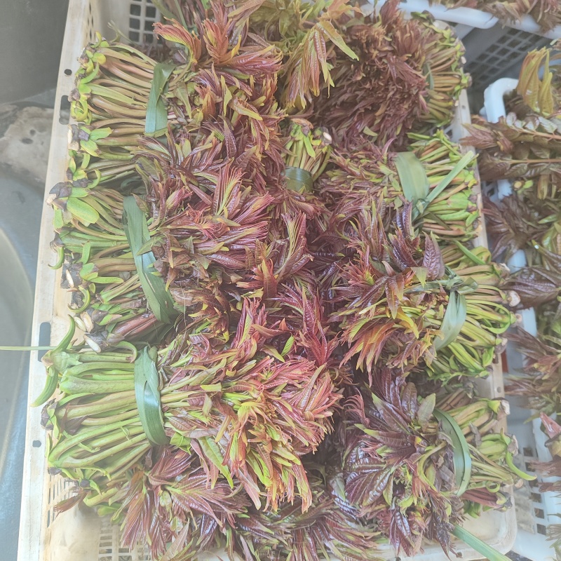 云南头茬香椿现货价格保真保质保量支持包装