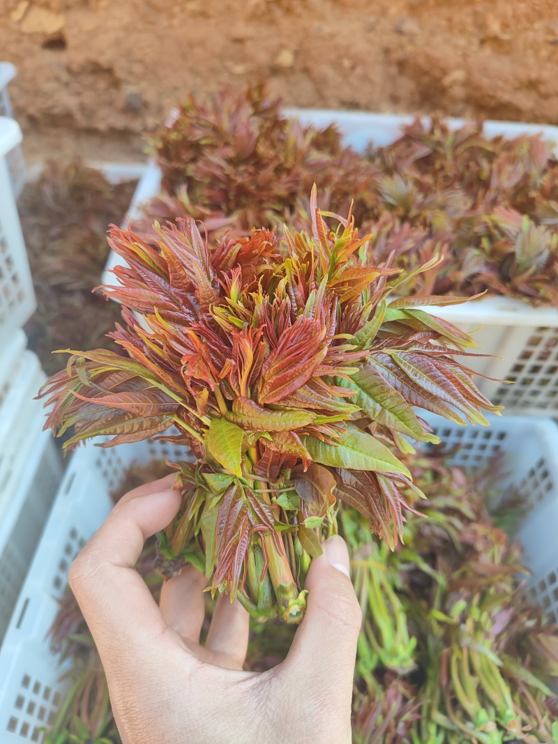 云南头茬香椿现货价格保真保质保量支持包装