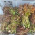 云南头茬香椿现货价格保真保质保量支持包装