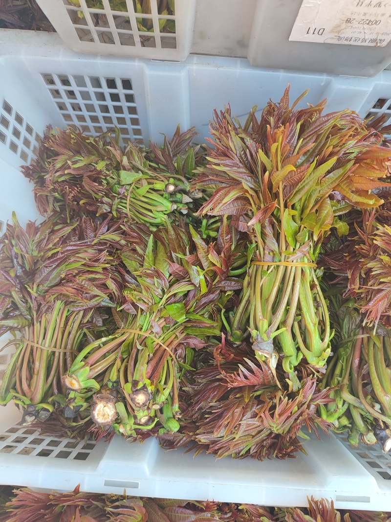 云南头茬香椿现货价格保真保质保量支持包装