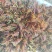 云南头茬香椿现货价格保真保质保量支持包装