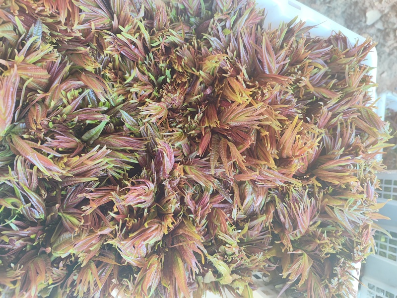 云南头茬香椿现货价格保真保质保量支持包装