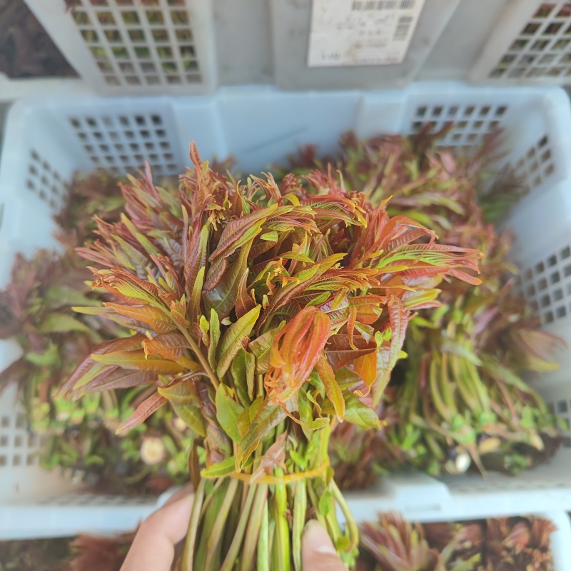 云南头茬香椿现货价格保真保质保量支持包装