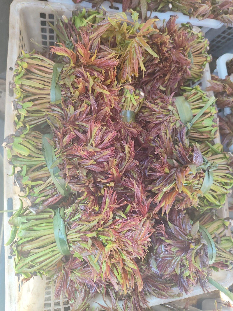 云南头茬香椿现货价格保真保质保量支持包装
