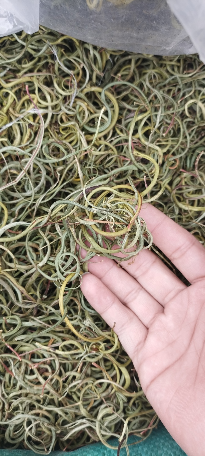 正品野生化石草正品肾精草肾精茶本草新鲜无硫中草肾茶