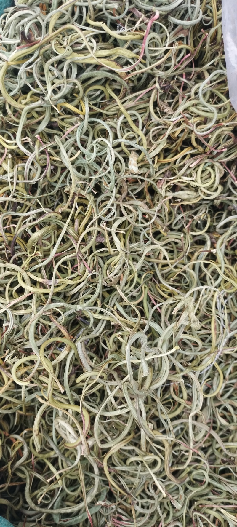 正品野生化石草正品肾精草肾精茶本草新鲜无硫中草肾茶