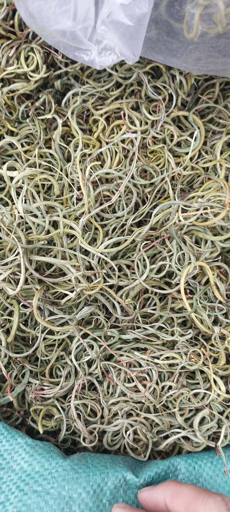 正品野生化石草正品肾精草肾精茶本草新鲜无硫中草肾茶