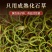 正品野生化石草正品肾精草肾精茶本草新鲜无硫中草肾茶