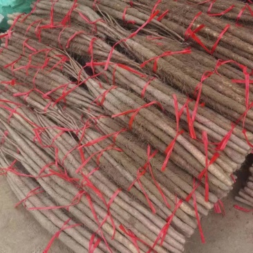 灵宝铁棍山药量特别大，货好价低，物有所值。