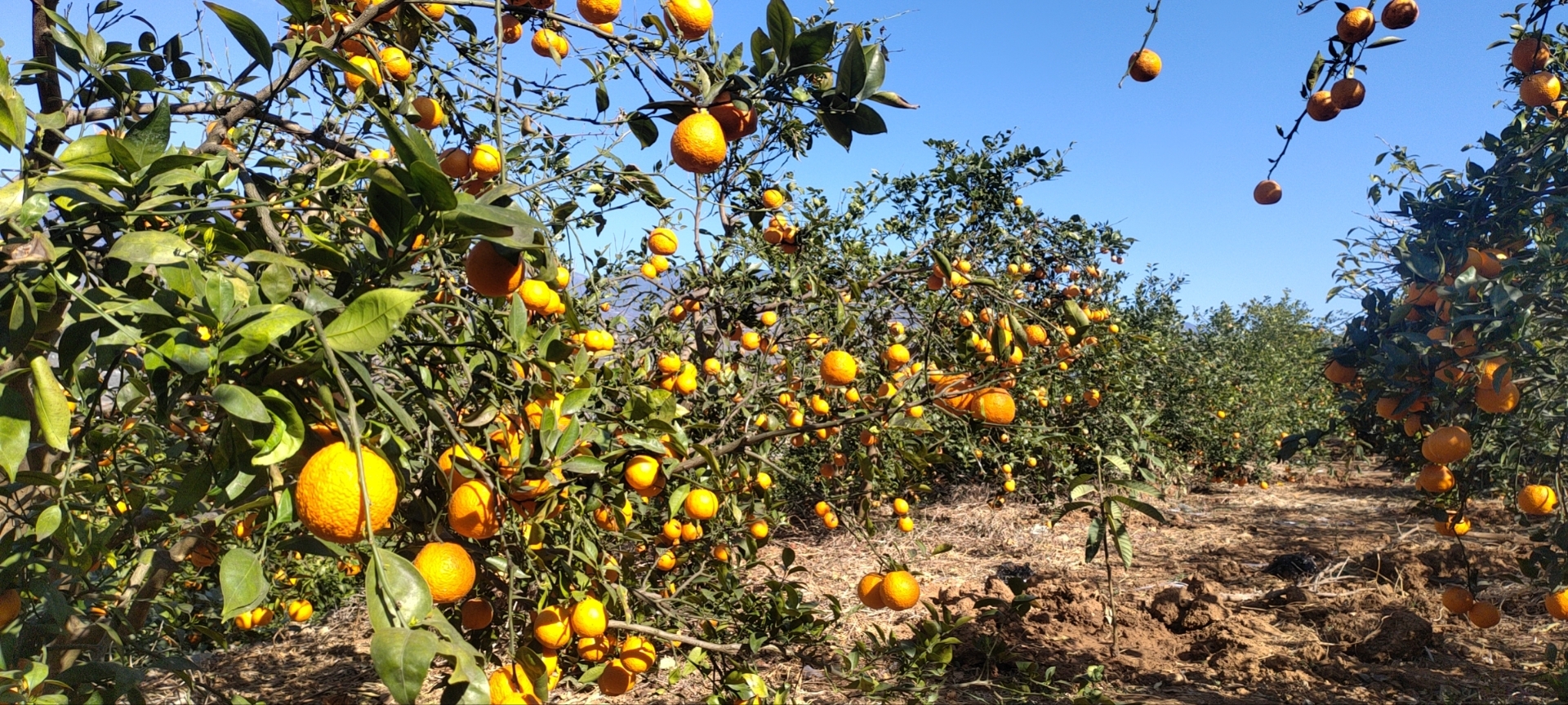 黄果柑果园全景