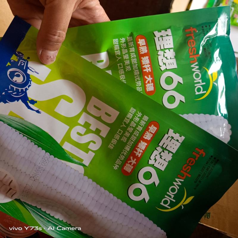 理想66甜糯玉米种子早熟矮杆苞谷白甜糯1:3大棒皮薄无