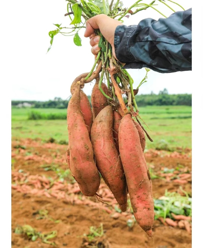 黑土地种植红薯济26基地现挖现卖货源充足