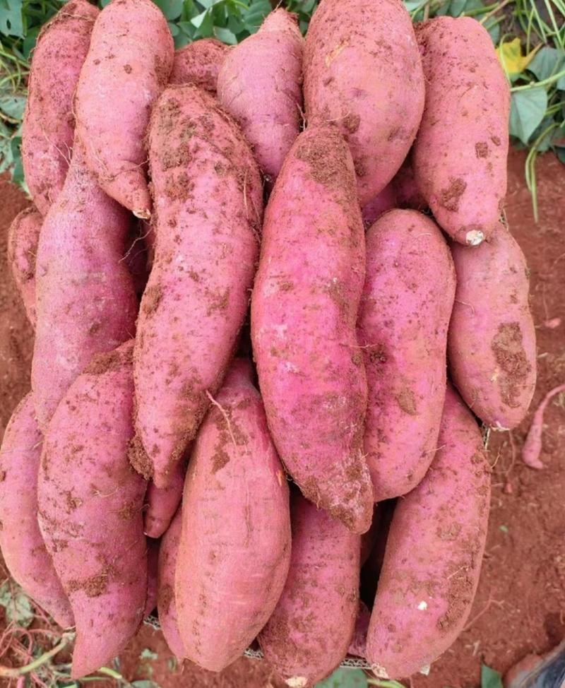 黑土地种植红薯济26基地现挖现卖货源充足
