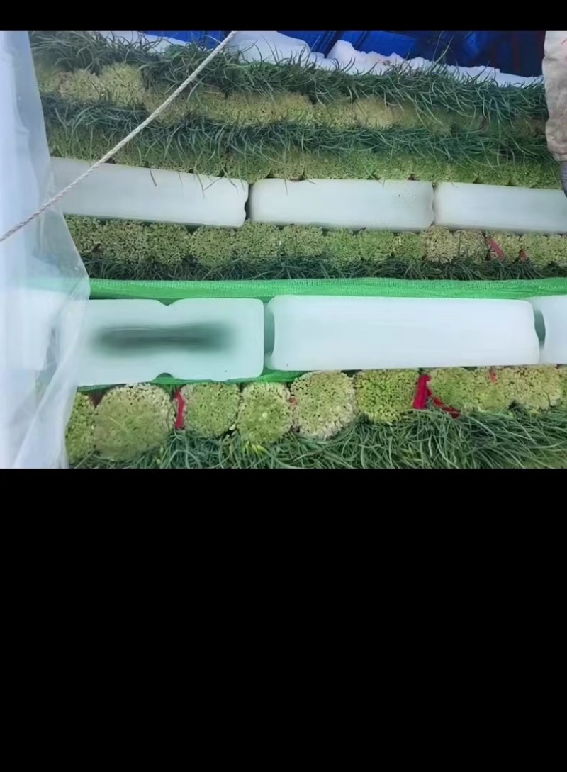 江苏徐州蒜薹精品白帽蒜薹现摘现发商超品质来电优惠