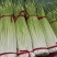江苏徐州蒜薹精品白帽蒜薹现摘现发商超品质来电优惠