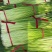 江苏徐州蒜薹精品白帽蒜薹现摘现发商超品质来电优惠