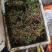 贵州精品一朵云，现采现发，价格真实支持视频选购