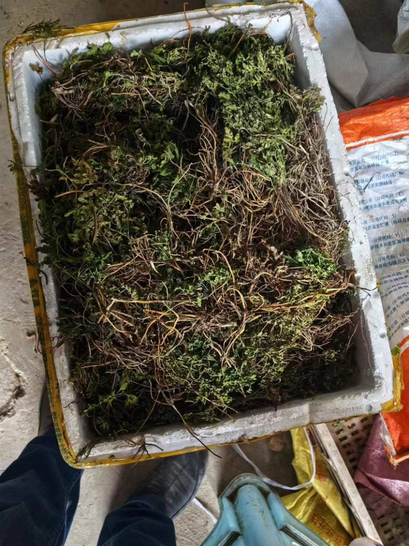 贵州精品一朵云，现采现发，价格真实支持视频选购