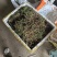 贵州精品一朵云，现采现发，价格真实支持视频选购