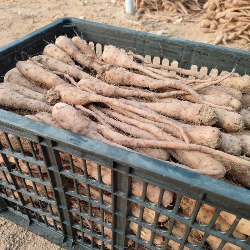 白玉山药豆苗现货供应货源充足需要的联系价格美丽