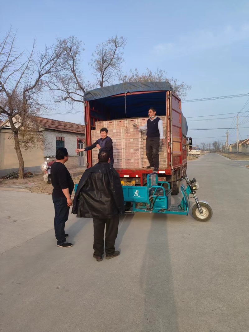 白玉山药豆苗现货供应货源充足需要的联系价格美丽
