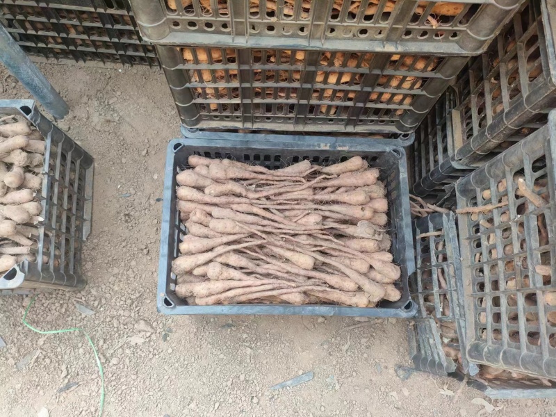 白玉山药豆苗现货供应货源充足需要的联系价格美丽