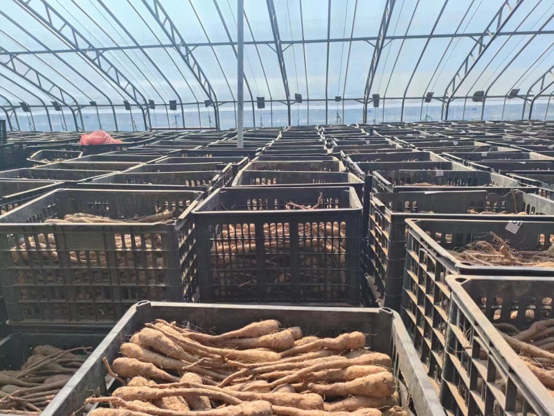 白玉山药豆苗现货供应货源充足需要的联系价格美丽