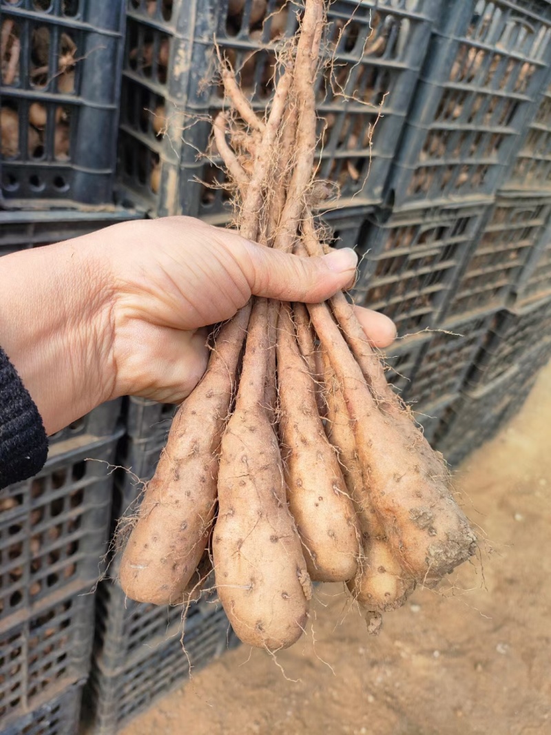 白玉山药豆苗现货供应货源充足需要的联系价格美丽