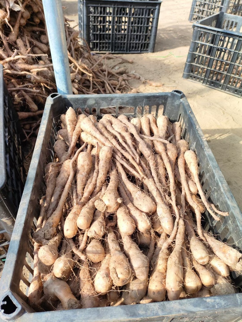 白玉山药豆苗现货供应货源充足需要的联系价格美丽