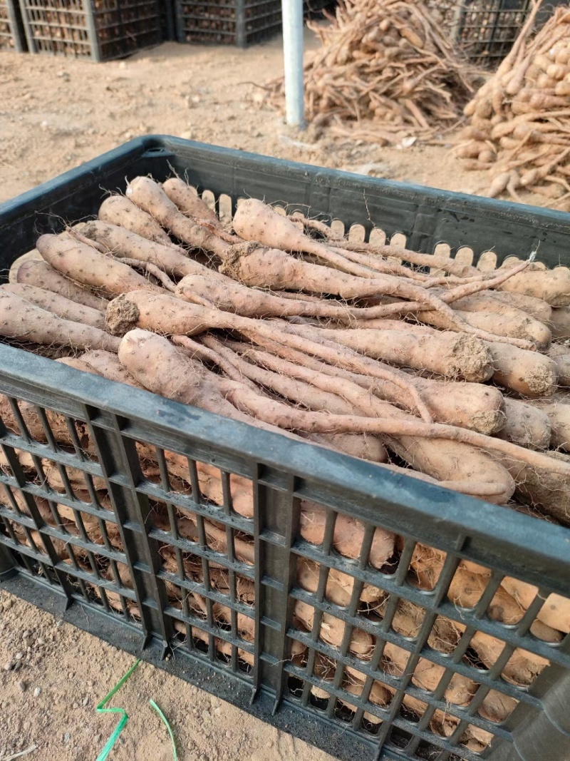 白玉山药豆苗现货供应货源充足需要的联系价格美丽