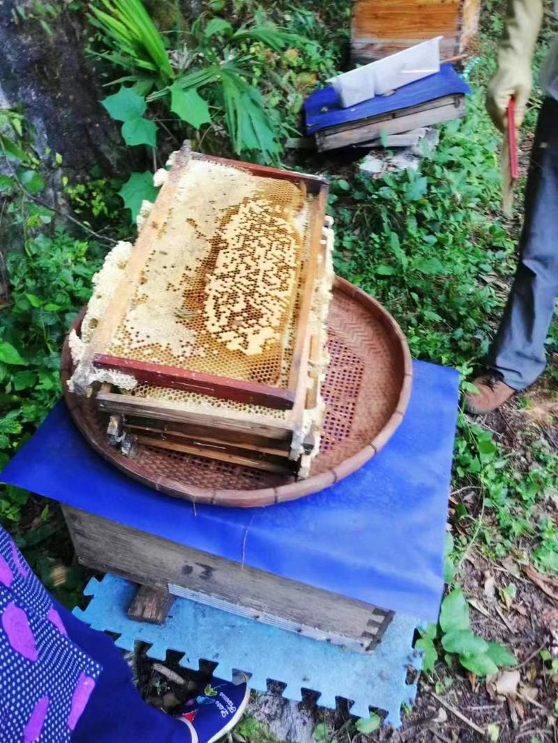 湖北五峰蜂深山土蜂蜜百花蜜正宗农家蜂蜜