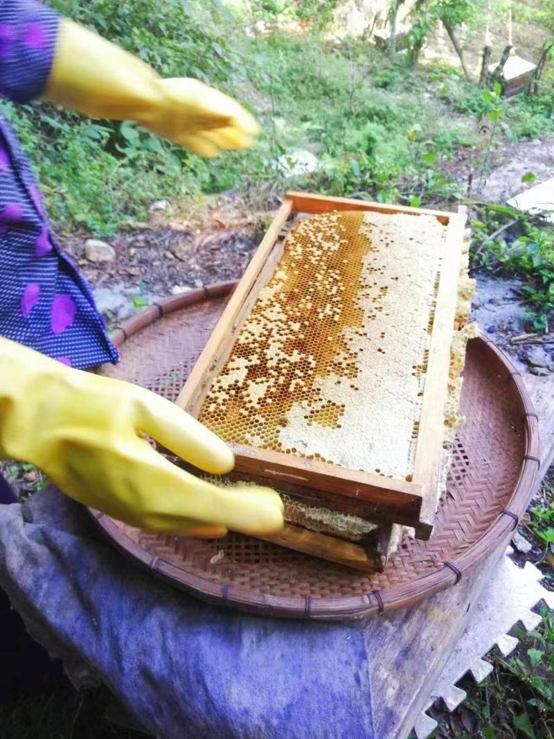 湖北五峰蜂深山土蜂蜜百花蜜正宗农家蜂蜜