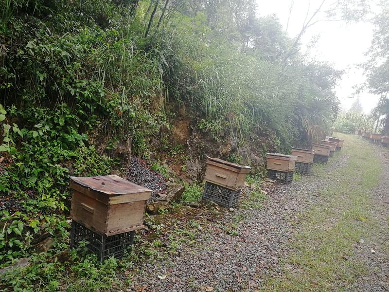 湖北五峰蜂深山土蜂蜜百花蜜正宗农家蜂蜜