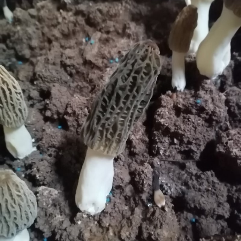 鲜羊肚菌，肉厚，果型好，颜色好，采摘周期长，需要的联系