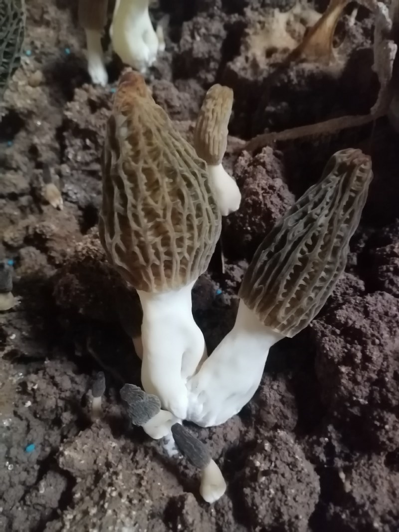 鲜羊肚菌，肉厚，果型好，颜色好，采摘周期长，需要的联系