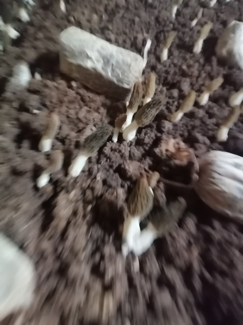 鲜羊肚菌，肉厚，果型好，颜色好，采摘周期长，需要的联系