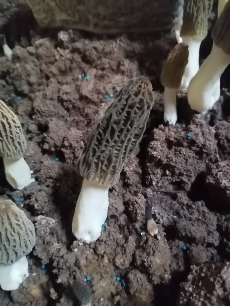 鲜羊肚菌，肉厚，果型好，颜色好，采摘周期长，需要的联系