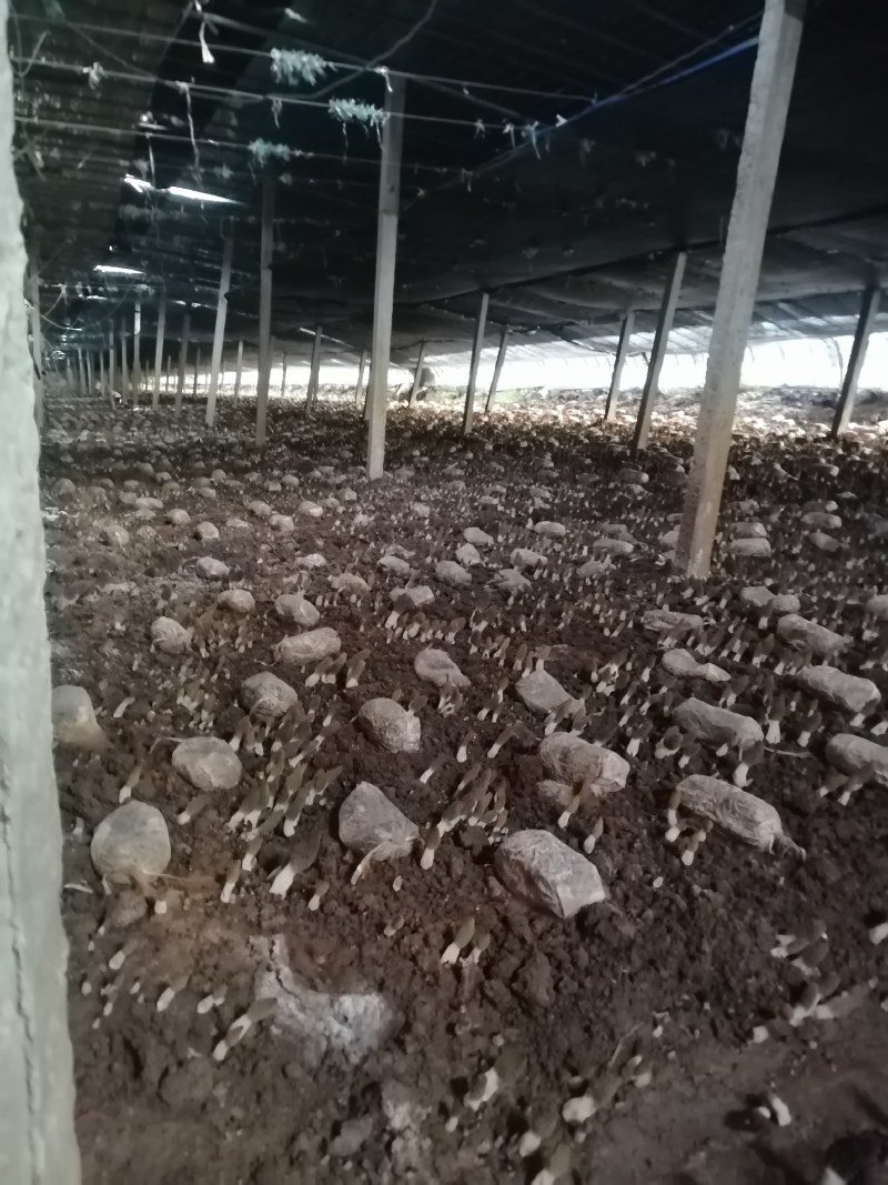 鲜羊肚菌，肉厚，果型好，颜色好，采摘周期长，需要的联系