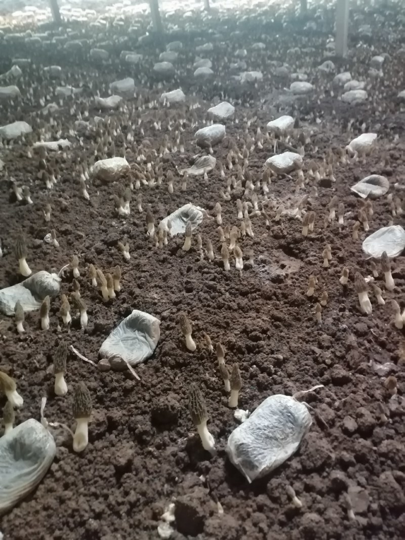 鲜羊肚菌，肉厚，果型好，颜色好，采摘周期长，需要的联系