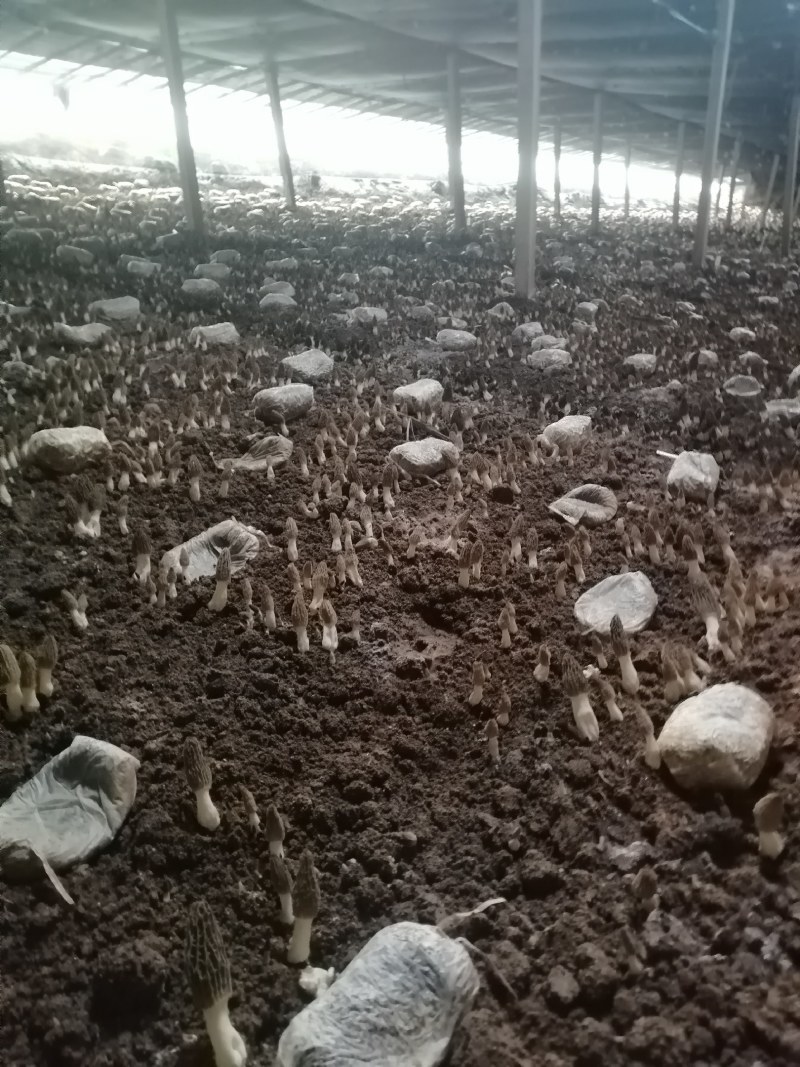鲜羊肚菌，肉厚，果型好，颜色好，采摘周期长，需要的联系
