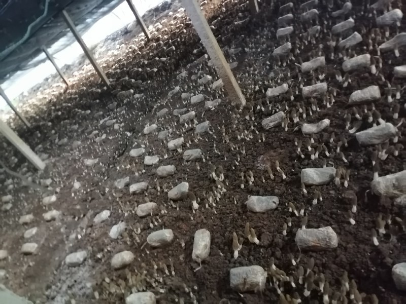 鲜羊肚菌，肉厚，果型好，颜色好，采摘周期长，需要的联系