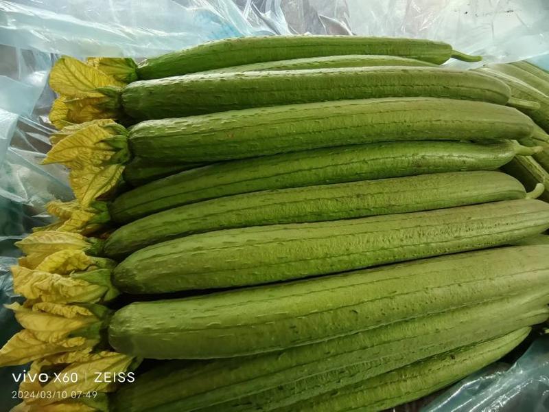 山东潍坊鲜花丝瓜大量供应新鲜采摘量大从优，产地直发