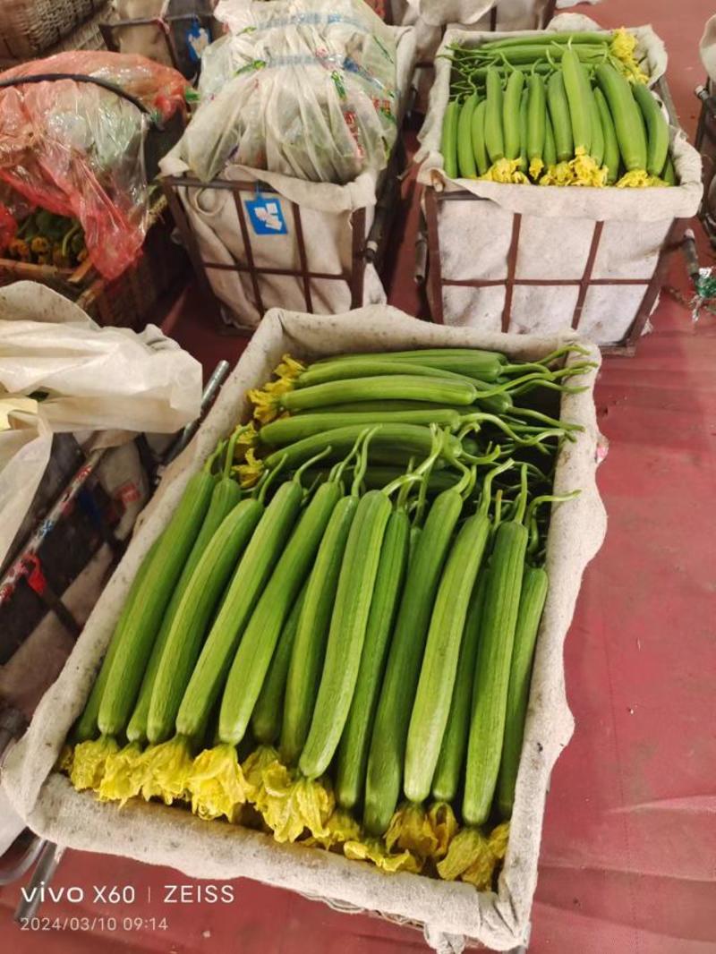 山东潍坊鲜花丝瓜大量供应新鲜采摘量大从优，产地直发
