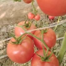 山东潍坊毛粉西红柿大量供应，新鲜采摘，量大从优产地直发