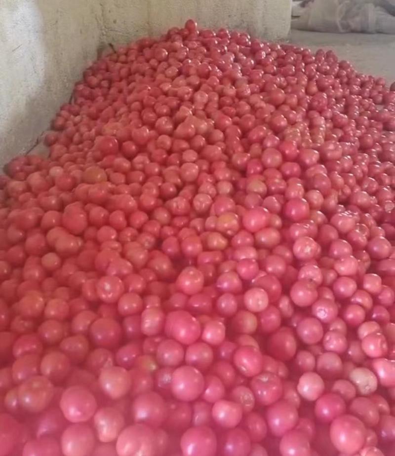 山东潍坊毛粉西红柿大量供应，新鲜采摘，量大从优产地直发